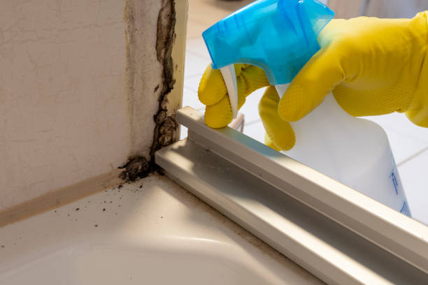 Best Attic Mold Removal  in Broadview Heights, OH