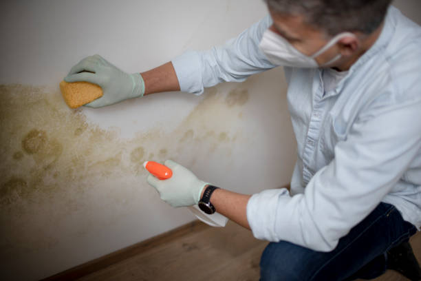 Best Mold Damage Repair  in Broadview Heights, OH
