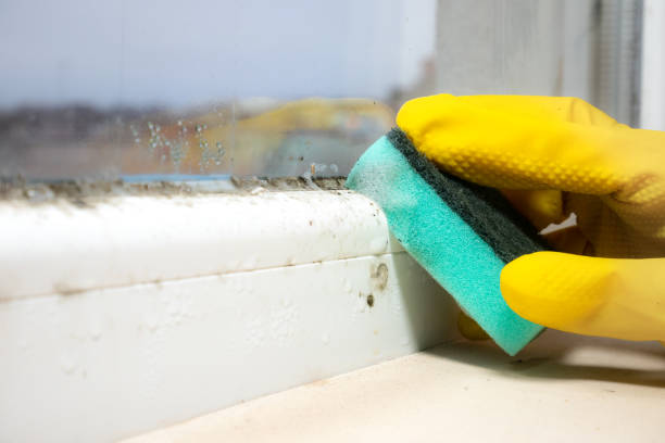 Crawl Space Mold Removal in Broadview Heights, OH