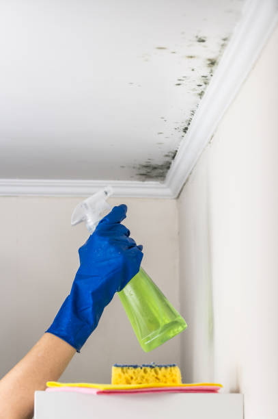 Certified Mold Removal in Broadview Heights, OH
